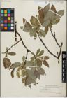 Foto von Salix glandulifera Flod.